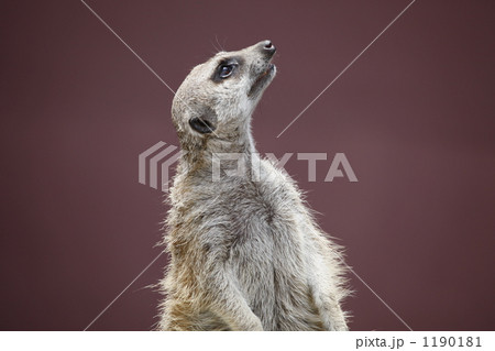 物思いにふけるミーアキャット 1190181