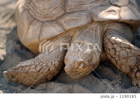横浜市立野毛山動物園で睡眠中のエジプトリクガメ の写真素材 横浜市立野毛山動物園で睡眠中のエジプトリクガメ の写真素材