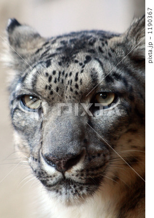 見つめる ユキヒョウ 見つめる ユキヒョウ 1190367