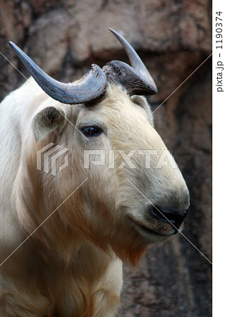 ゴールデンターキン-横顔 1190374