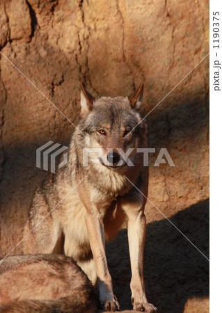 見つめるオオカミ 見つめるオオカミ 1190375