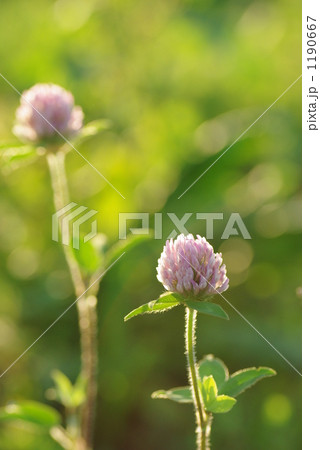 アカツメクサ 1190667