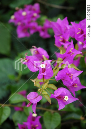 ブーゲンビリア Bougainvilleae イカダカズラ 1190851