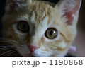 猫アップ 1190868