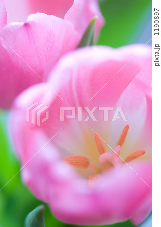 チューリップ 1190897