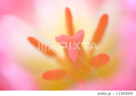 チューリップ 1190899