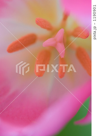 チューリップ 1190901