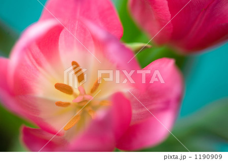 チューリップ 1190909