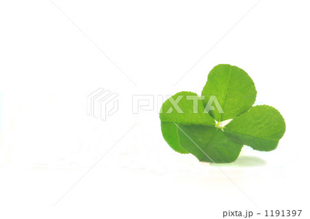 白詰め草 1191397