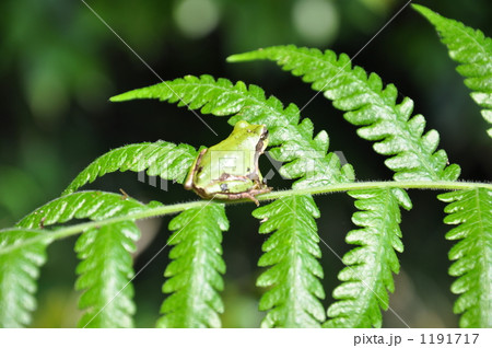 カエル カエル 1191717