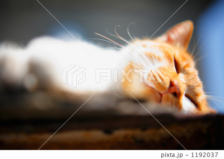 猫 1192037