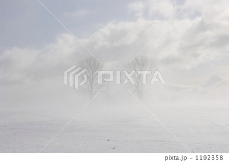 地吹雪の丘に立つ２本の木 1192358
