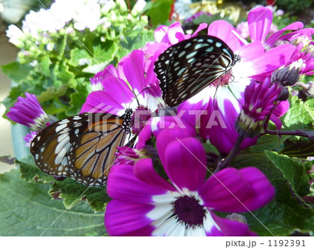 仲良くシネラリアの蜜を吸う蝶 1192391