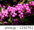 紫式部の木 1192761