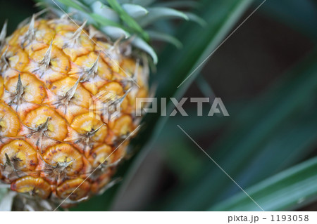 パイナップル 1193058