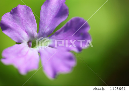 ムシトリスミレ 1193061