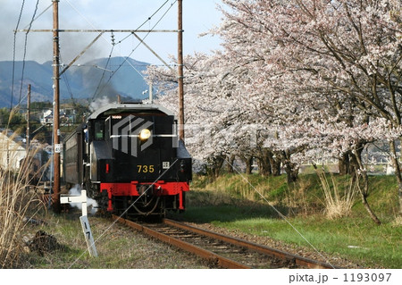 桜満開の大井川鉄道 1193097