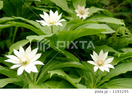 キヌガサソウ咲く 1193295