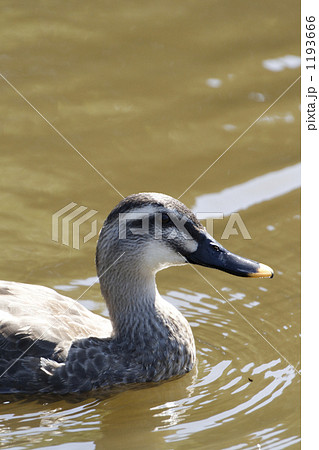 かも かも 1193666