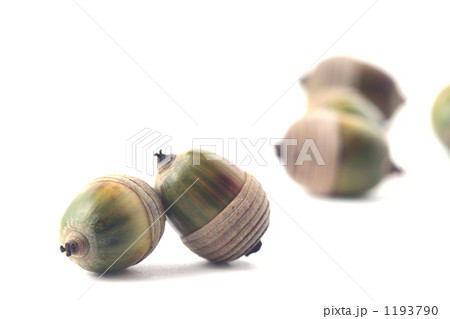 ドングリころころ 1193790