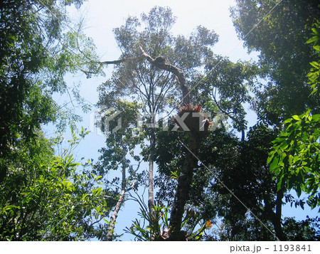 オーストラリアの熱帯雨林を見上げる 1193841