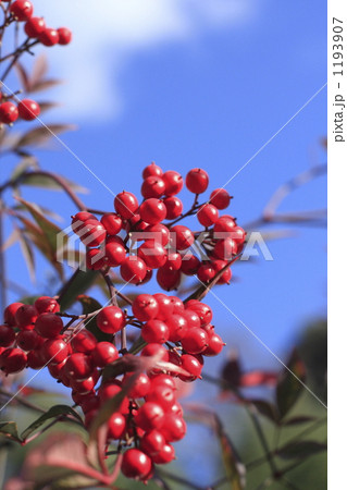 ナンテンの実 1193907