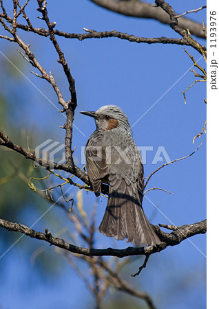 枝に留まるヒヨドリ 枝に留まるヒヨドリ 1193976