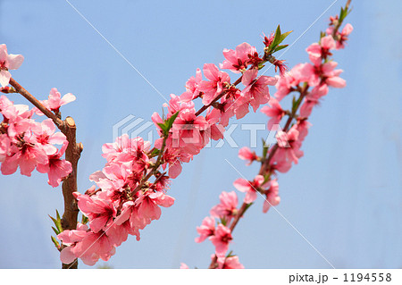 満開の桃の花とさわやかな青空 1194558