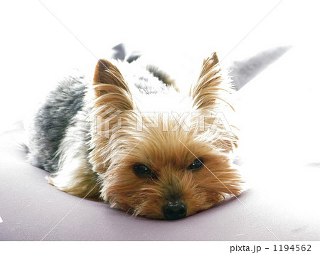 ヨーキー 1194562