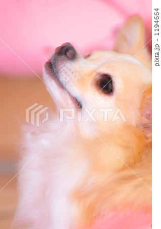 色っぽいちーちゃん 1194664