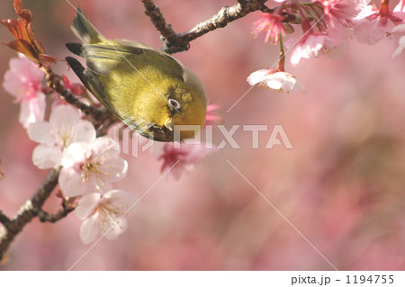 寒桜とこちらを見るメジロ 1194755