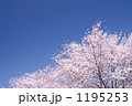 サクラ 1195253