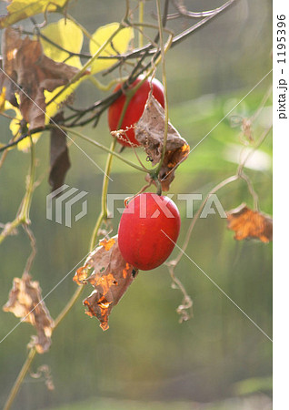 カラスウリ カラスウリ 1195396