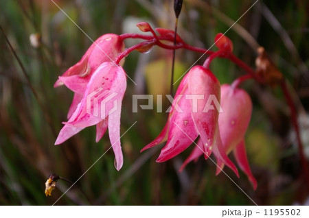 ロライマの花 ロライマの花 1195502