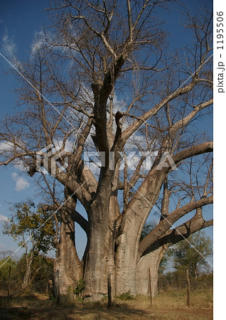 バオバブの大木 1195506
