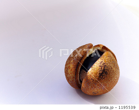 割れそうな栃の実 割れそうな栃の実 1195539