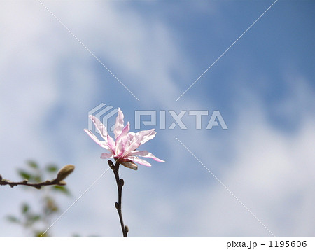 ピンクのコブシ 1195606