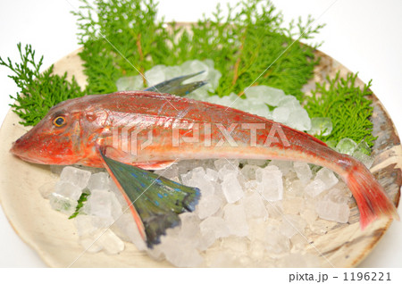 カタチが不思議な魚ホウボウ。 カタチが不思議な魚ホウボウ。 1196221