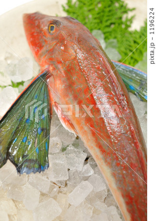 カタチが不思議な魚ホウボウ。 1196224