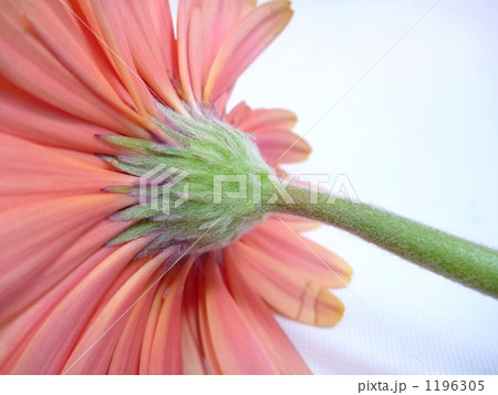 ガーベラ 1196305