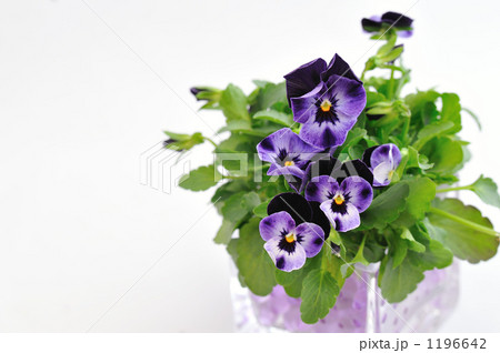 Violet Pansy 1196642