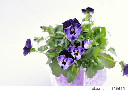Violet Pansy 1196646