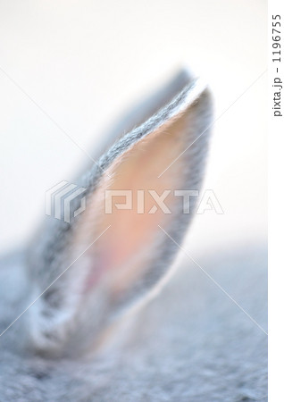 ウサギのクローズアップ 1196755