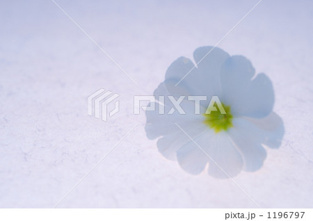 Primula 1196797