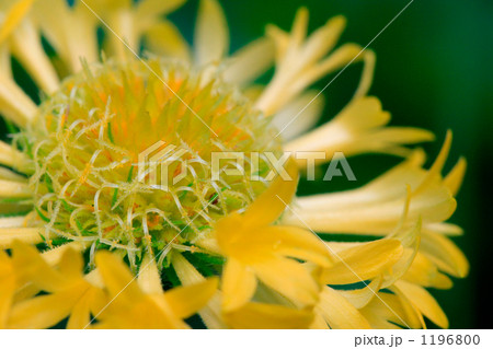 綺麗な黄色の矢車草の花心 1196800