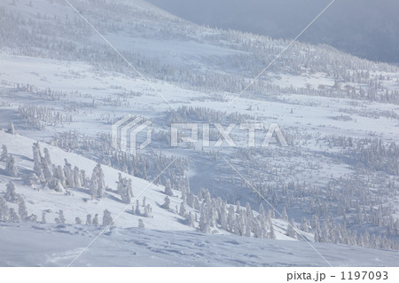 冬の八甲田　毛無岱 1197093