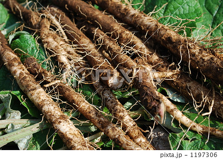 ゴボウの収穫 1197306