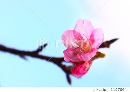 八重岳の一番桜 1197864