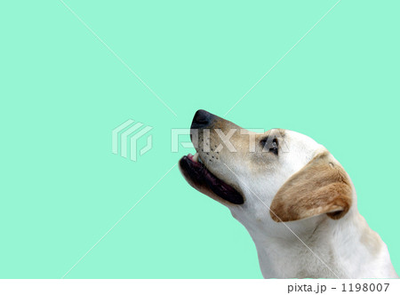 犬の横顔 犬の横顔 1198007