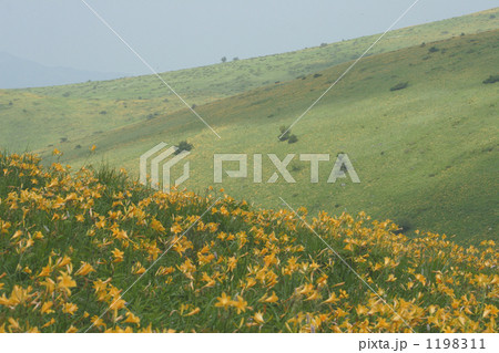 ニッコウキスゲ群生⑦ 1198311